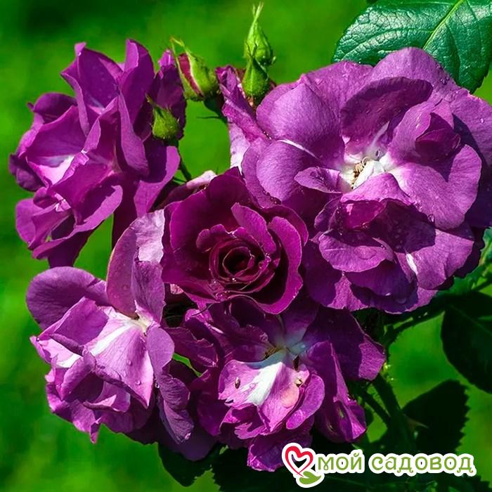 Аромат розы Рапсодия ин Блю